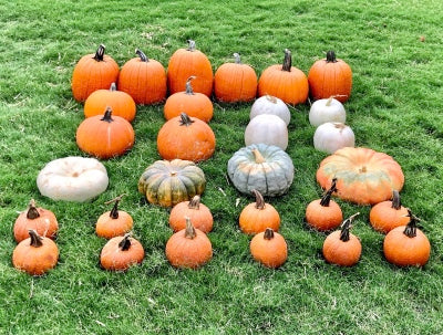 The Autumn Starter - Package #4