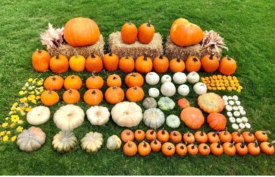 The Harvest Statement - Package #1